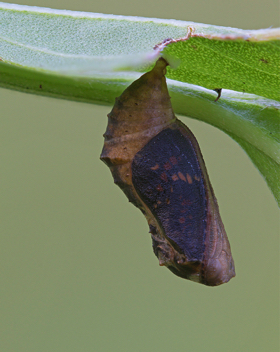 Phaon Crescent chrysalis